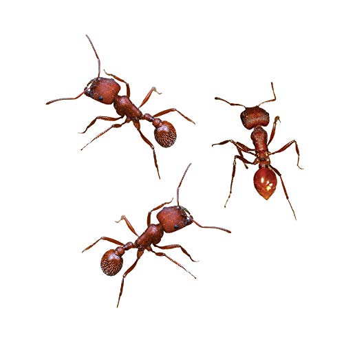 Insect Lore 50 Live Western Harvester Ants - Grown in The USA - Includes Ant Life Cycle Stages Figurines - Refill Habitat and Observe