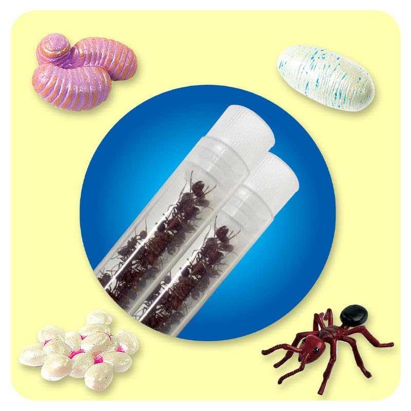 Insect Lore 50 Live Western Harvester Ants - Grown in The USA - Includes Ant Life Cycle Stages Figurines - Refill Habitat and Observe