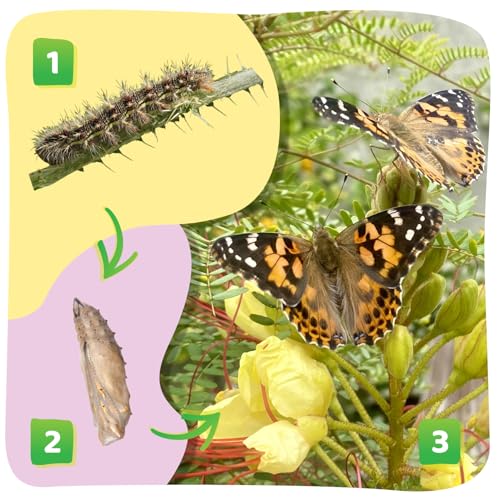 Insect Lore Butterfly Garden Kit – 10 Live Caterpillars, Habitat, STEM Journal, Feeder & Chrysalis Logs – Grow & Release Painted Lady Butterflies