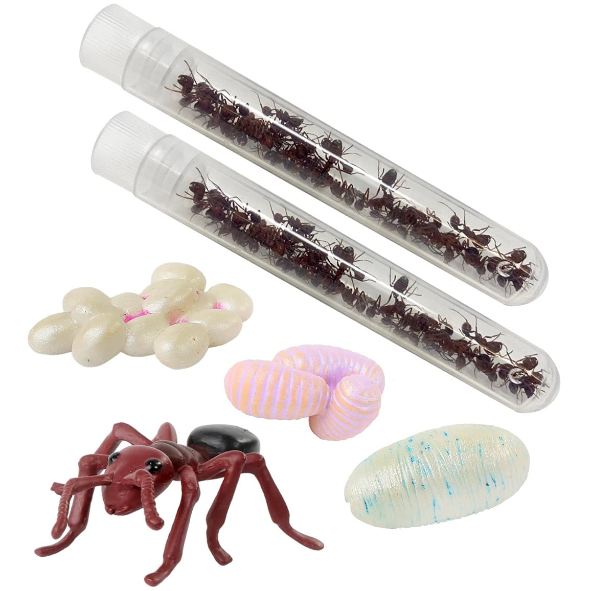 Insect Lore 50 Live Western Harvester Ants - Grown in The USA - Includes Ant Life Cycle Stages Figurines - Refill Habitat and Observe