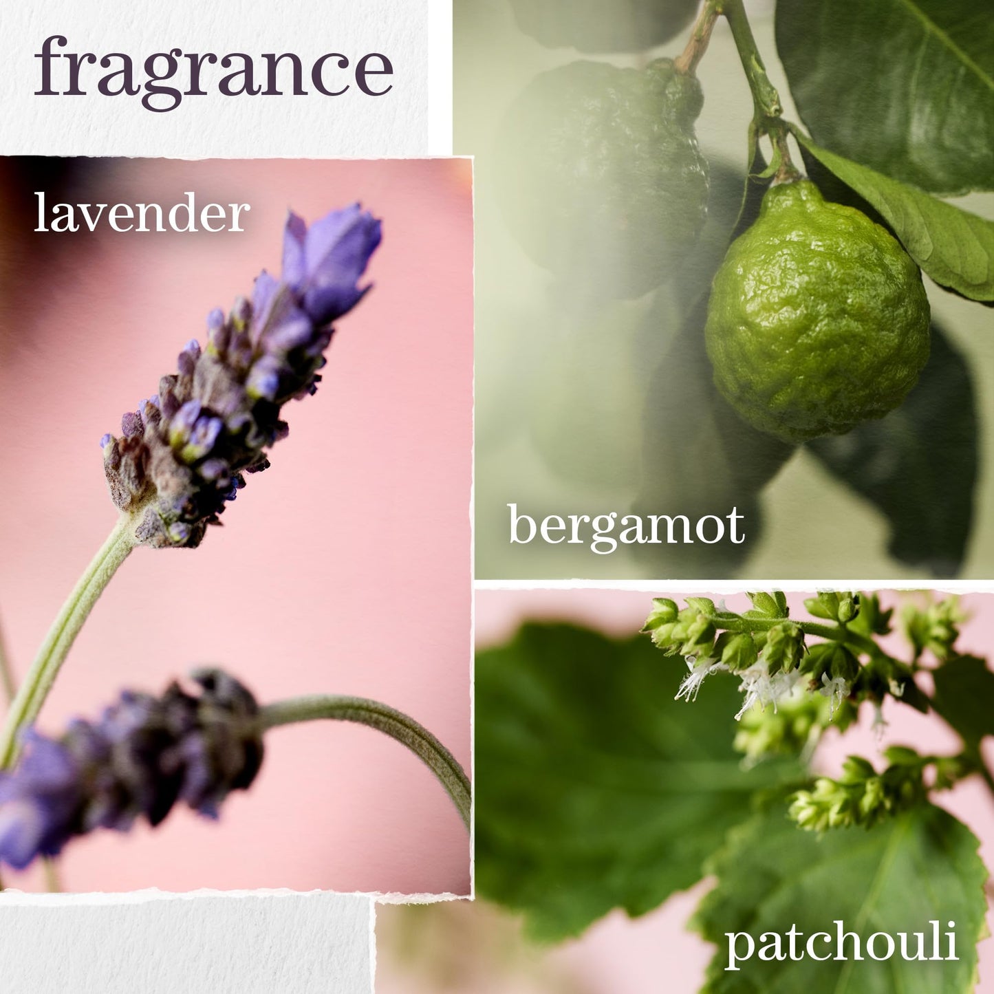 Pureology Hydrate Shampoo - For Dry or Color Treated Hair, Moisturizing Shampoo For Hydration & Softness, With Rose Extract & Green Tea, Vegan & Sulfate-Free, 9 Fl Oz