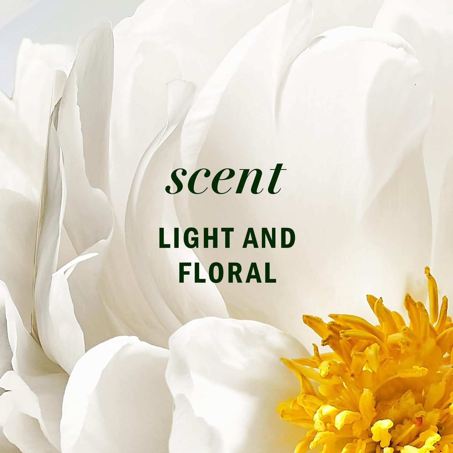 Herbal Essences Lightweight Hair Oil, Certified Pure Plants, with Aloe and Camellia Flower Oil, 3.2 fl oz