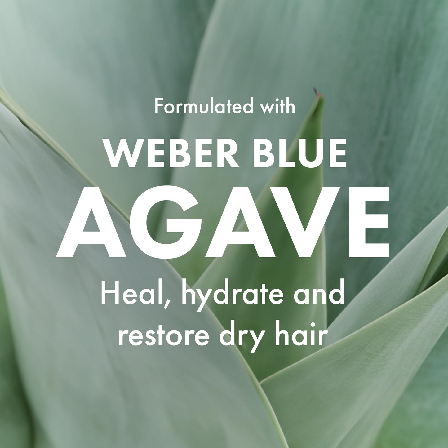 Agave Smoothing Conditioner Lightweight Moisture Infusion & Frizz Control, Sulfate-Free, Color-Safe, 8.5 fl oz