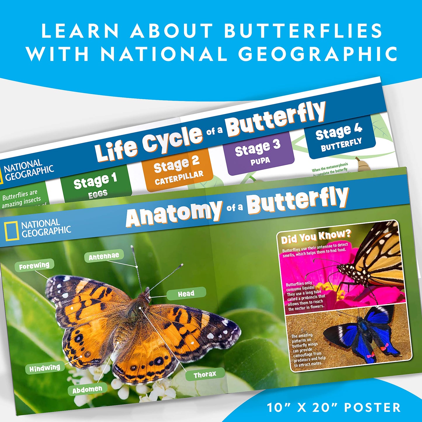 National Geographic Butterfly Growing Kit - Butterfly Habitat with Cage, Feeder & Voucher for 5 Caterpillars (S&H Not Included)