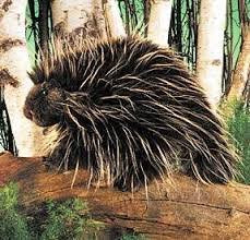 Folkmanis Porcupine Hand Puppet cd
