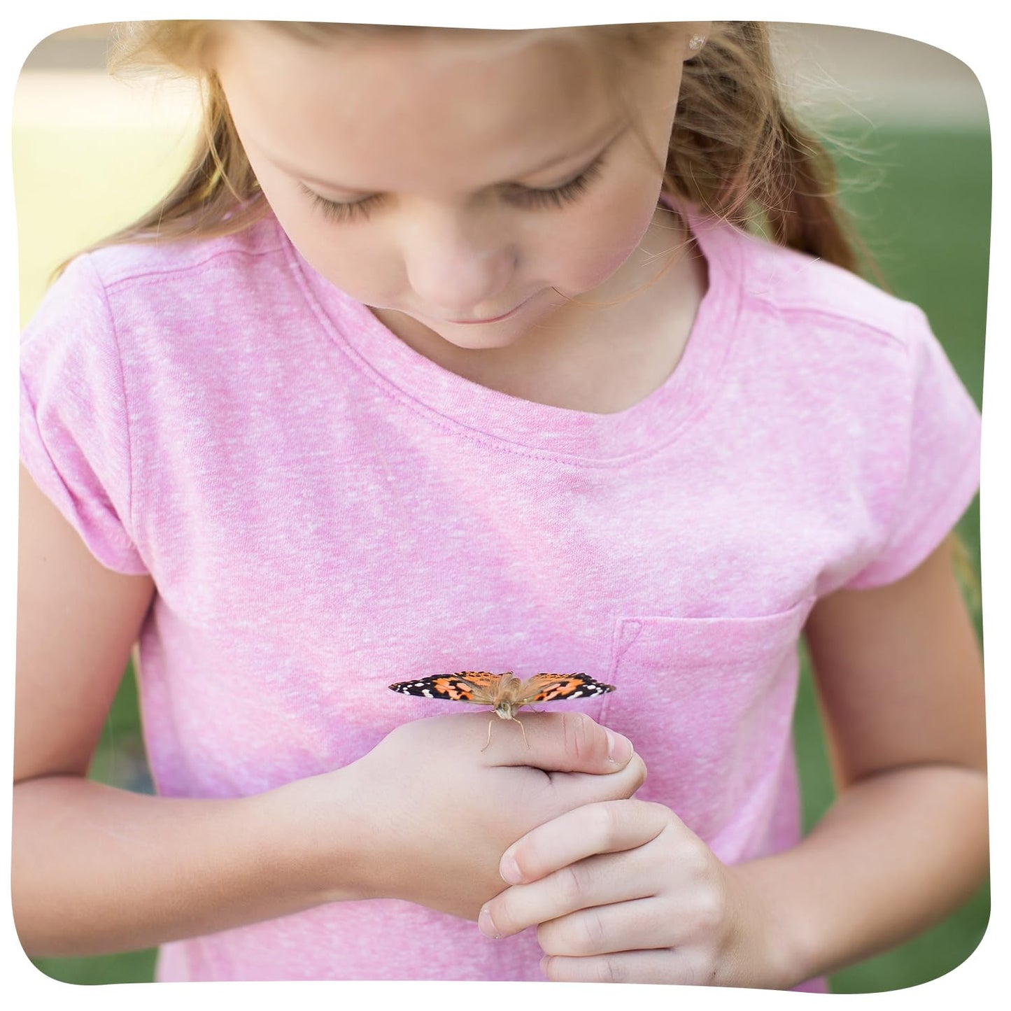 Insect Lore Butterfly Garden Kit – Grow 10 Live Painted Lady Butterflies, STEM Activity with Habitat, Journal, Stickers & Seeds