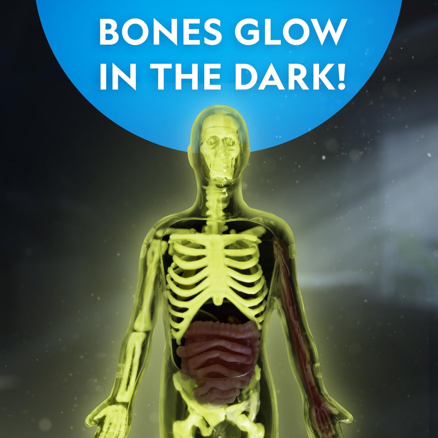 National Geographic 32-Piece Human Body Model for Kids – Glows in Dark, Interactive Anatomy Kit with Bones, Organs & Muscles