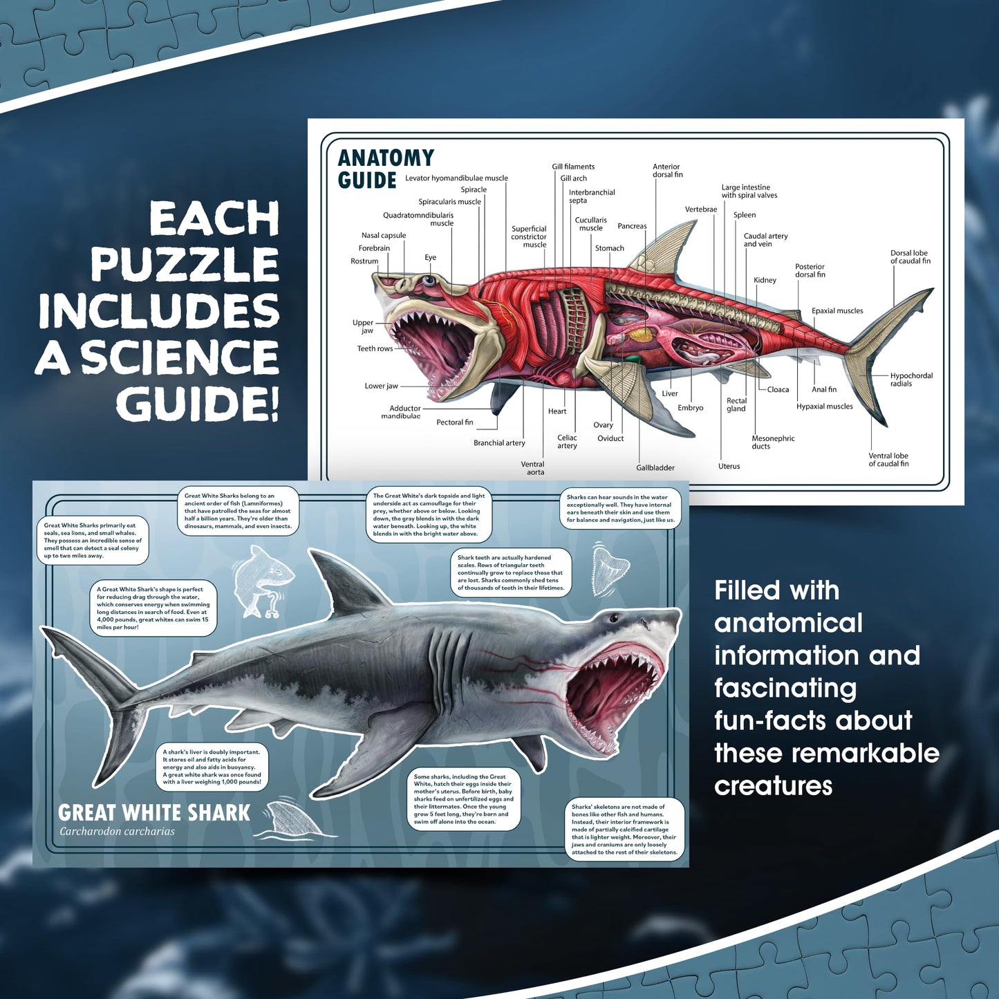 Shark Animal Anatomy 100-Piece Double-Sided Floor Puzzle – Large Educational Jigsaw for Kids Ages 3-10, Toddlers & Family Fun